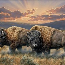 Схема вышивки «Бизоны»