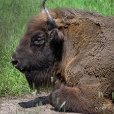 Схема вышивки «Бизон»