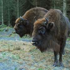 Бизоны