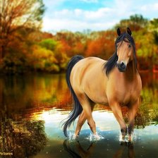 Схема вышивки «красавица»