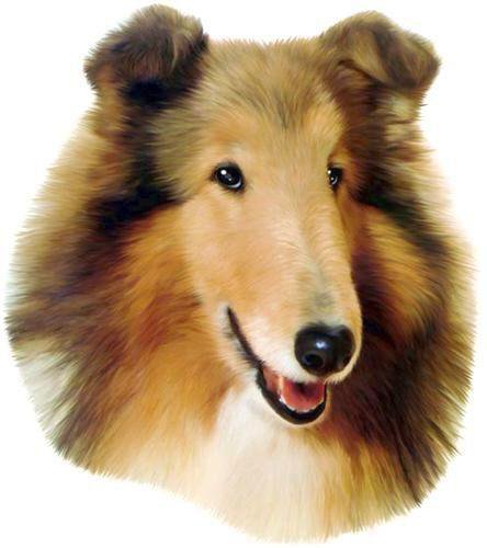 Колли - колли, собака - оригинал