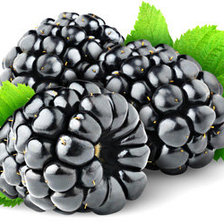 Схема вышивки «ежевика»