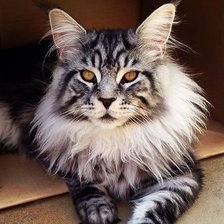 Схема вышивки «кот»