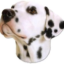 Схема вышивки «Долматин»