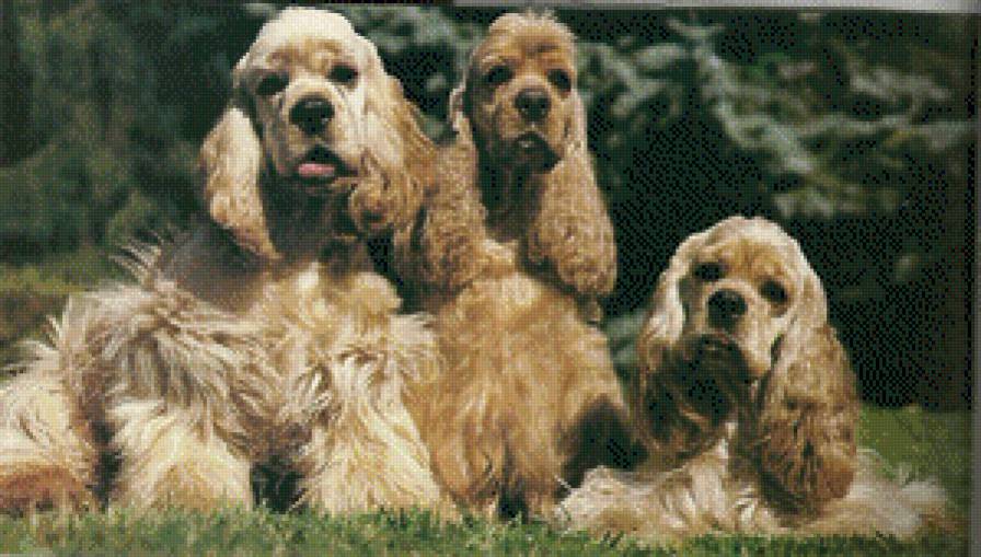 Спаниель - животные, собака - предпросмотр