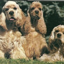 Схема вышивки «Спаниель»