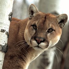 Схема вышивки «№941327»