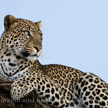 Схема вышивки «№941356»