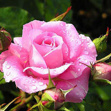 Схема вышивки «Роза»