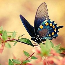 Схема вышивки «Бабочка»