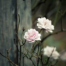 Схема вышивки «Белые розы»