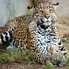 Схема вышивки «№941558»