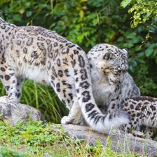 Схема вышивки «Снежные барсы»