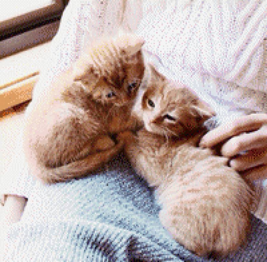 Котята - коты, котята - предпросмотр