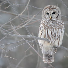 Схема вышивки «Совушка»