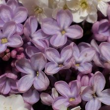 Схема вышивки «Сирень»