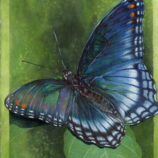 Схема вышивки «Бабочка»