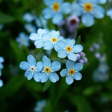 Схема вышивки «Незабудки»