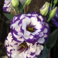 Схема вышивки «Цветы»