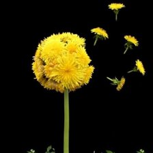 Одуванчиковый эксклюзив.