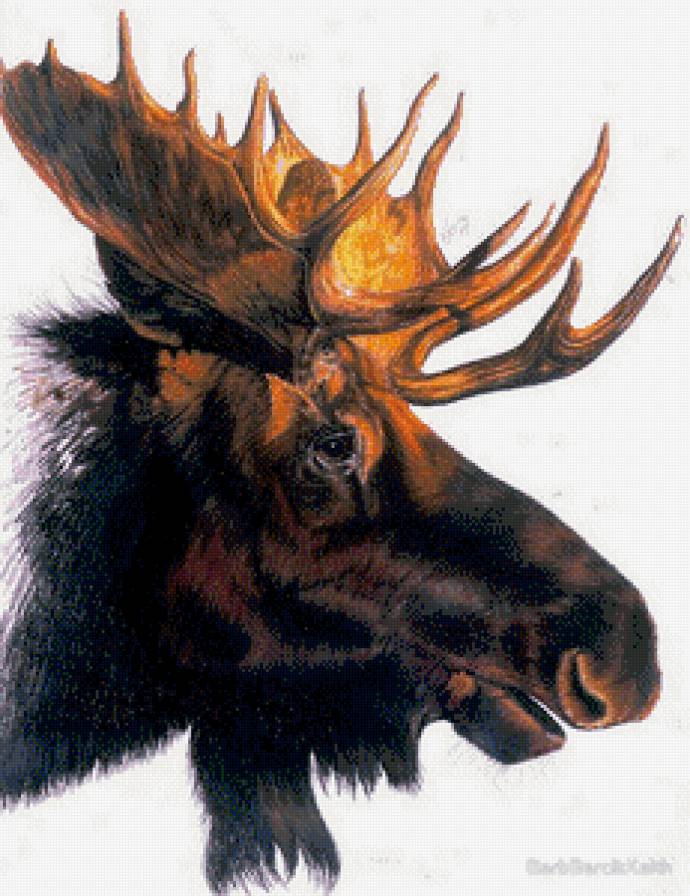 Лось - лось, животные - предпросмотр