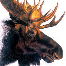 Схема вышивки «Лось»