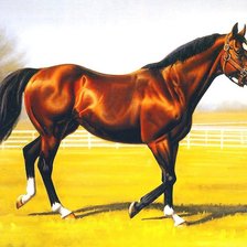 Схема вышивки «породистый скакун»