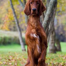 Схема вышивки «Ирландский сеттер»