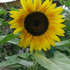 Схема вышивки «Подсолнух»