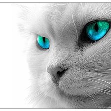 Схема вышивки «КОТ»