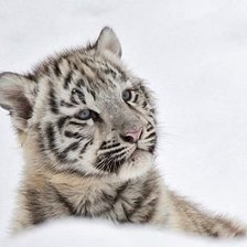 Схема вышивки «№944580»