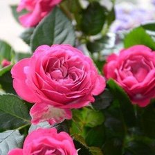 Схема вышивки «розы»