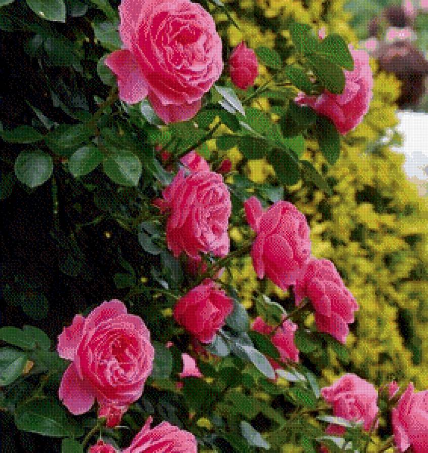 розовый куст - розовый куст - предпросмотр