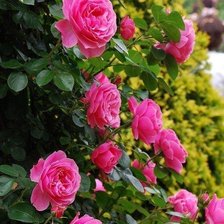 Схема вышивки «розовый куст»