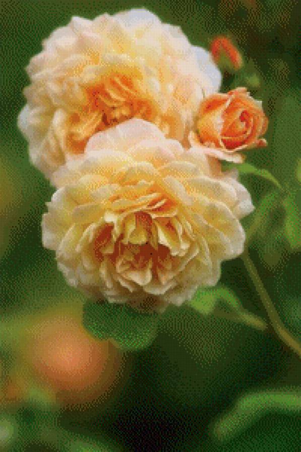 садовые цветы - садовые цветы - предпросмотр