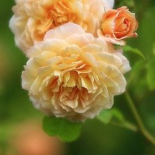 Схема вышивки «садовые цветы»