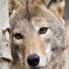 Схема вышивки «Серия "Дикая природа" Красавец»