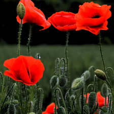 Схема вышивки «Маки 2»