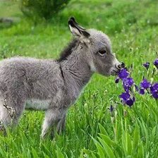 Схема вышивки «ass»