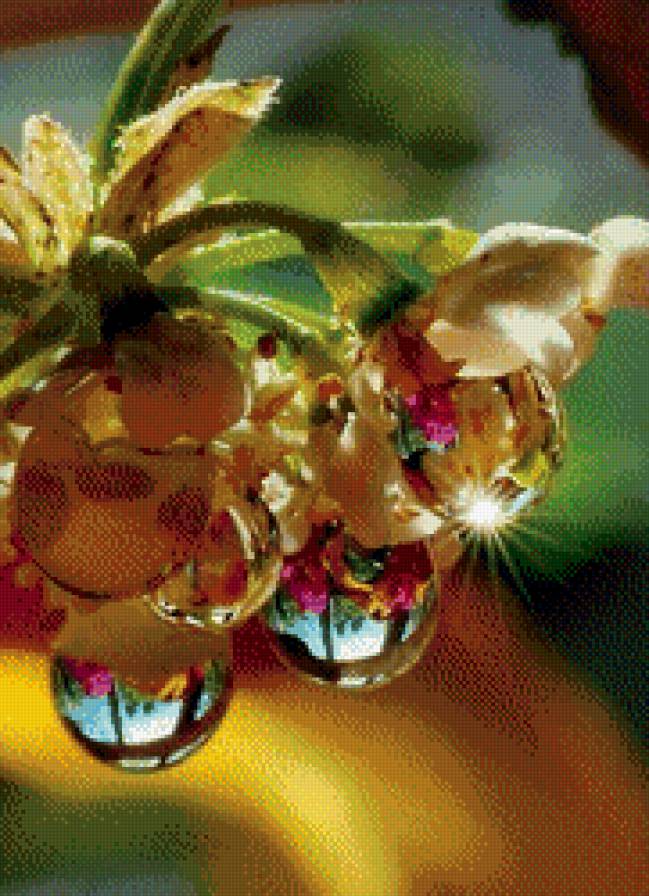 Роса - красота, цветы, роса - предпросмотр