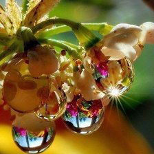 Схема вышивки «Роса»