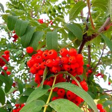 Схема вышивки «В саду горит...»