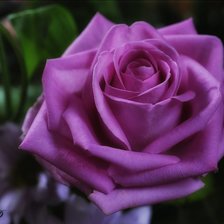 Схема вышивки «Роза»