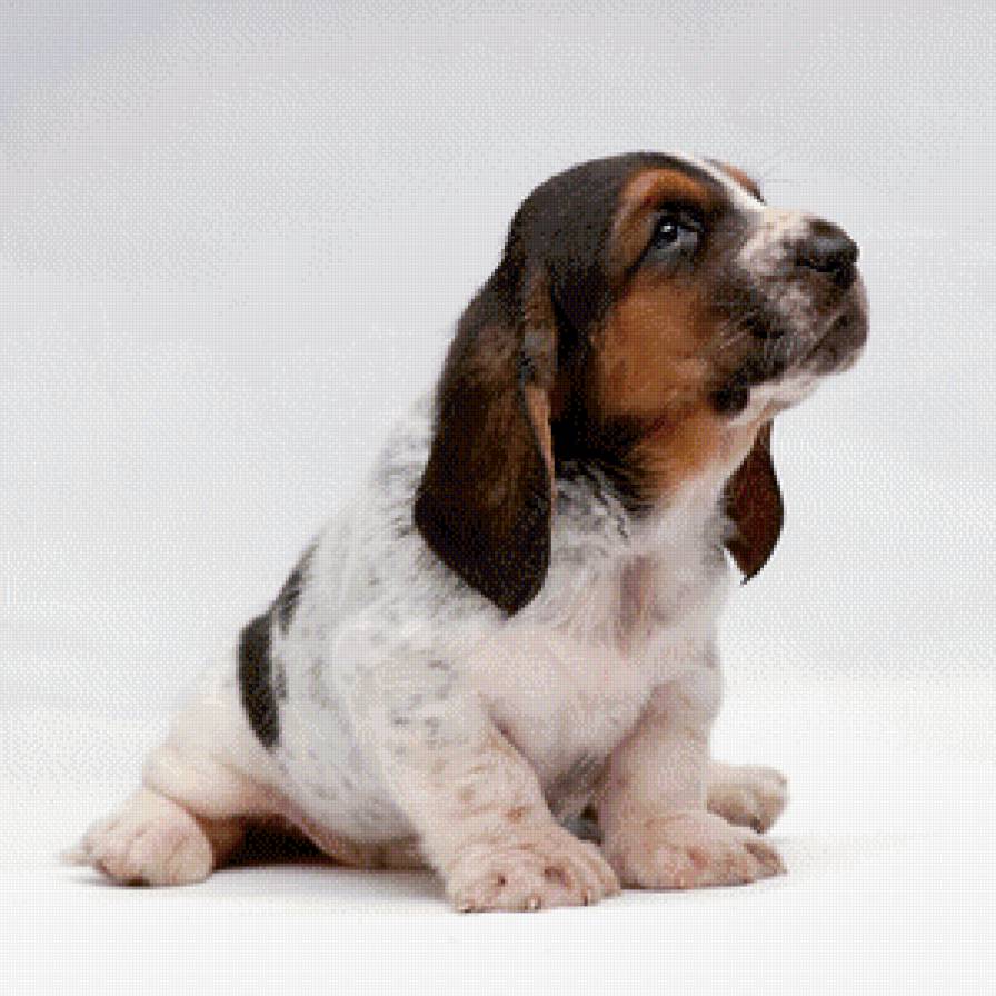 Щенок - животные, щенок, собака - предпросмотр