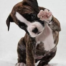 Схема вышивки «Щенок»