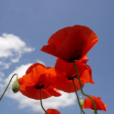 Схема вышивки «МАКИ2»