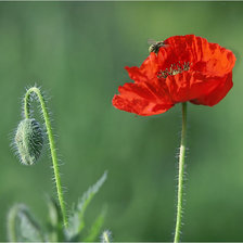 Схема вышивки «мАКИ 4»