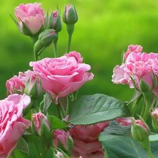 Схема вышивки «Куст розы»