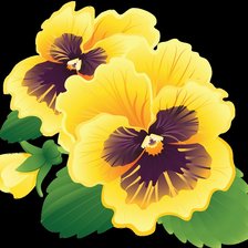 анютки желтые