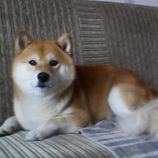 Схема вышивки «pies perro»